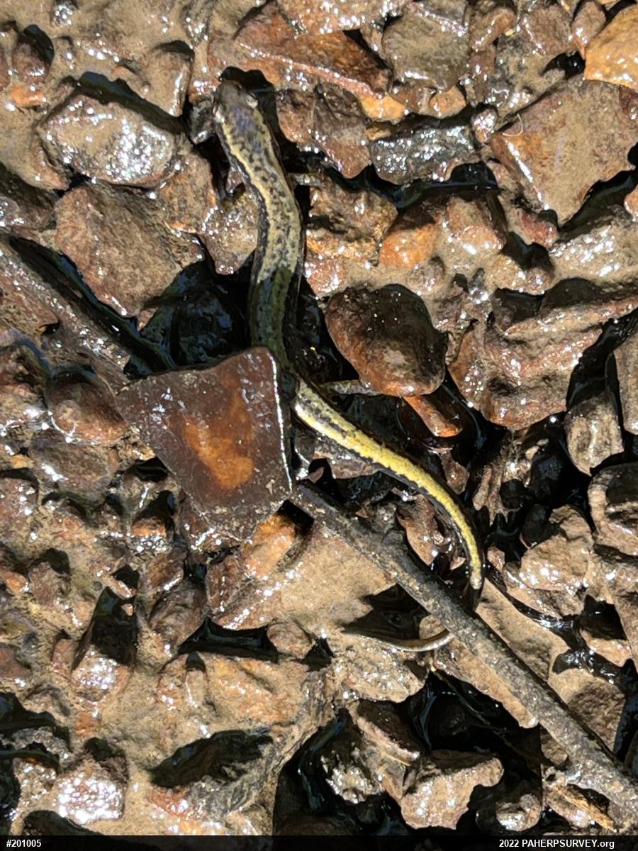 Northern Two-lined Salamander