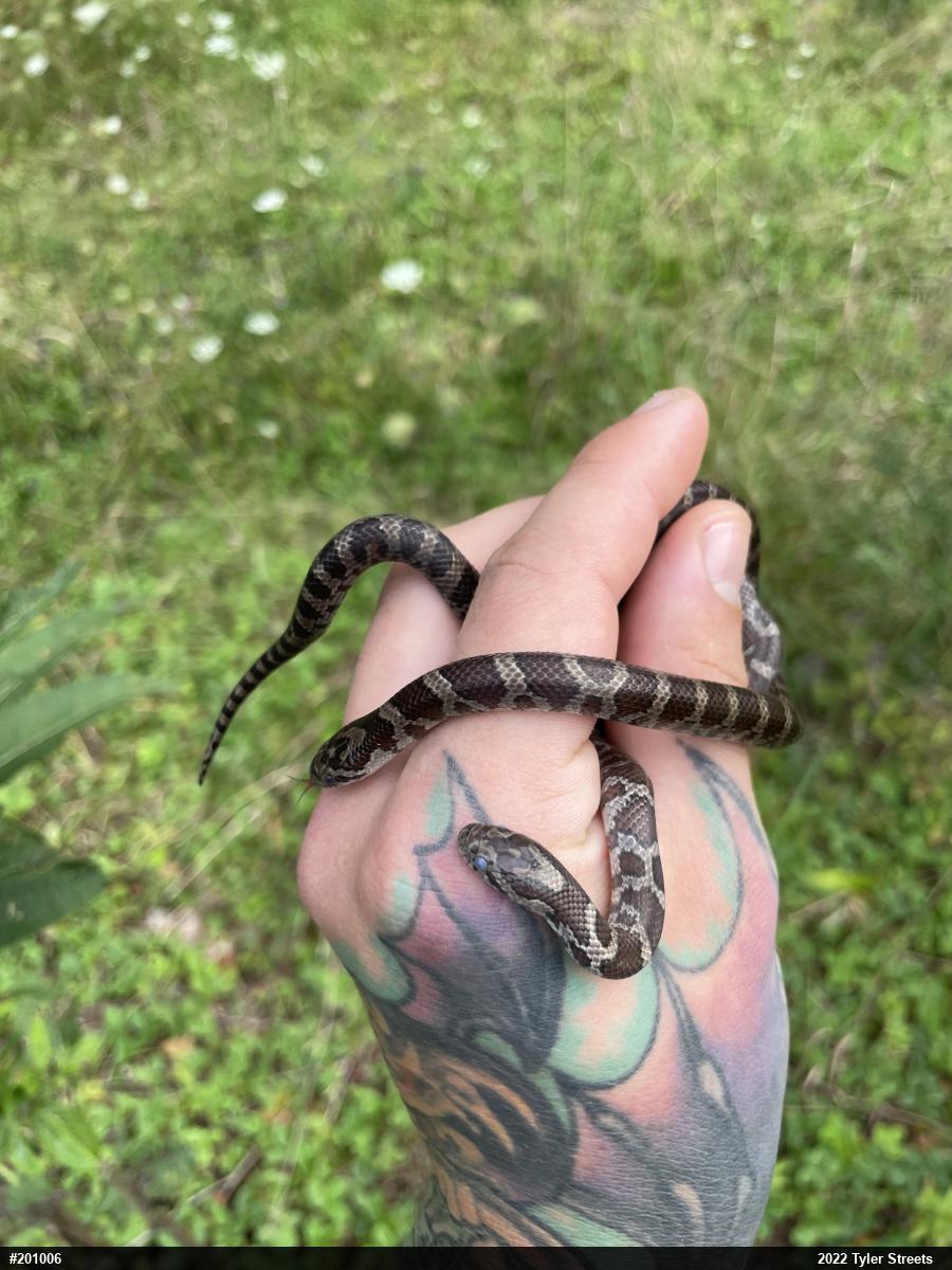 Eastern Milksnake