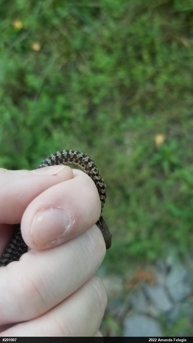 Eastern Gartersnake