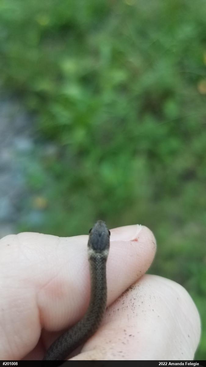 Dekay's Brownsnake