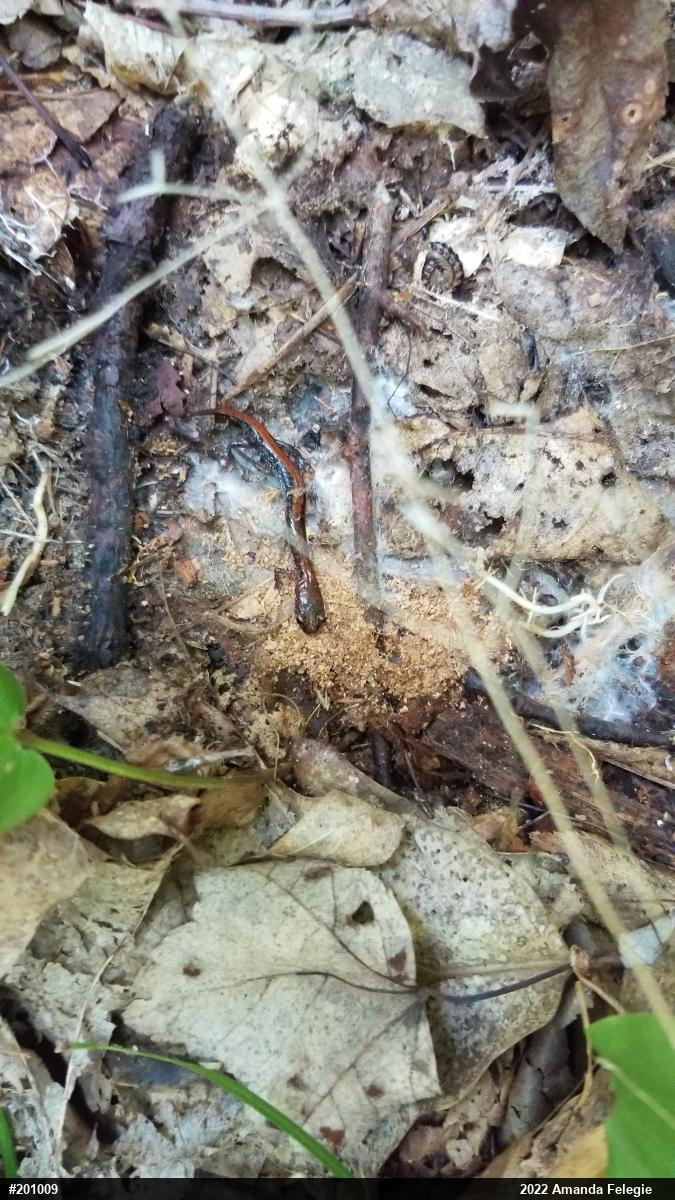Eastern Red-backed  Salamander