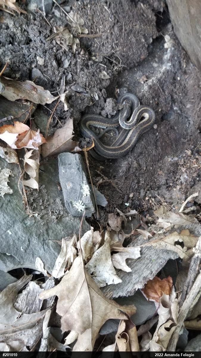 Eastern Gartersnake