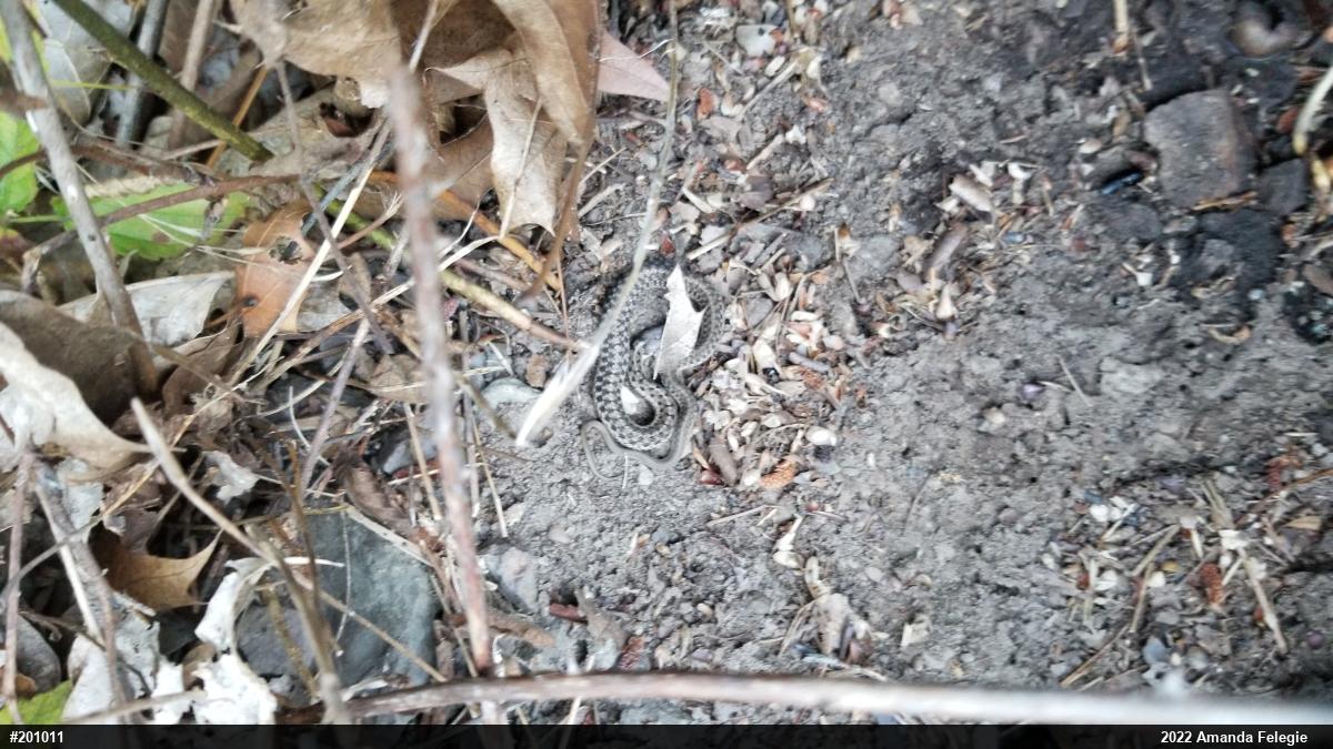 Eastern Gartersnake