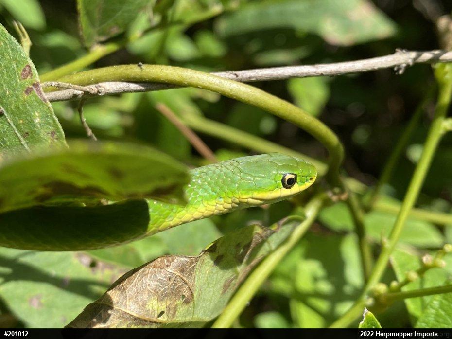 Smooth Greensnake