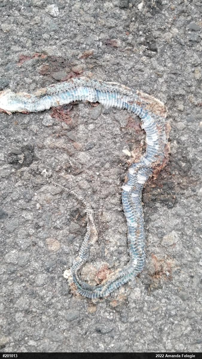 Eastern Gartersnake