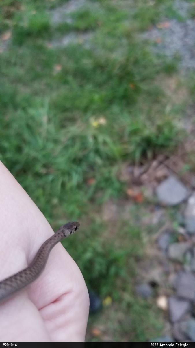 Dekay's Brownsnake