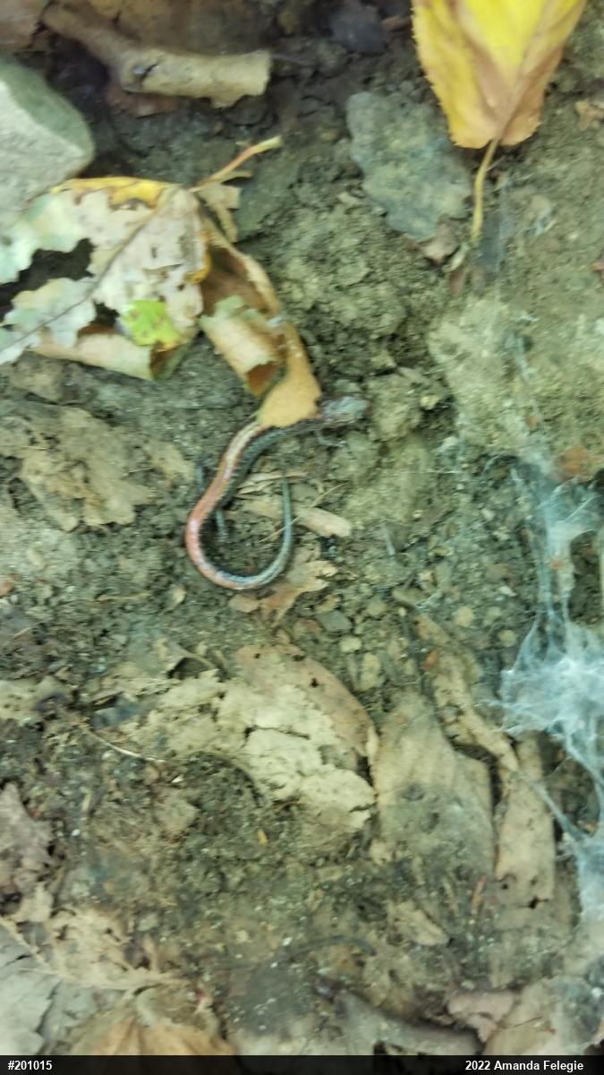 Eastern Red-backed  Salamander