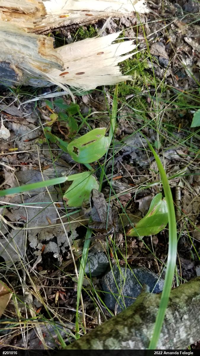 Wood Frog