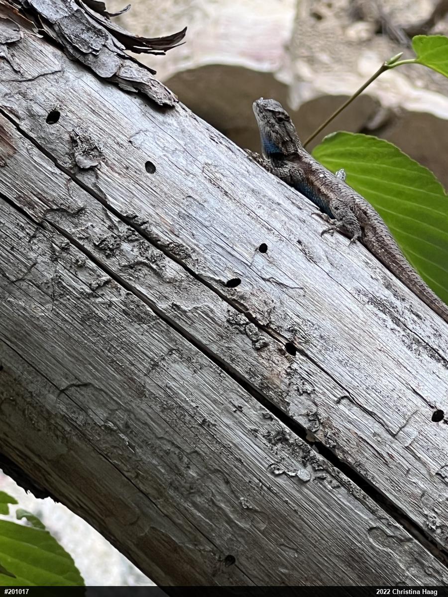 Eastern Fence Lizard