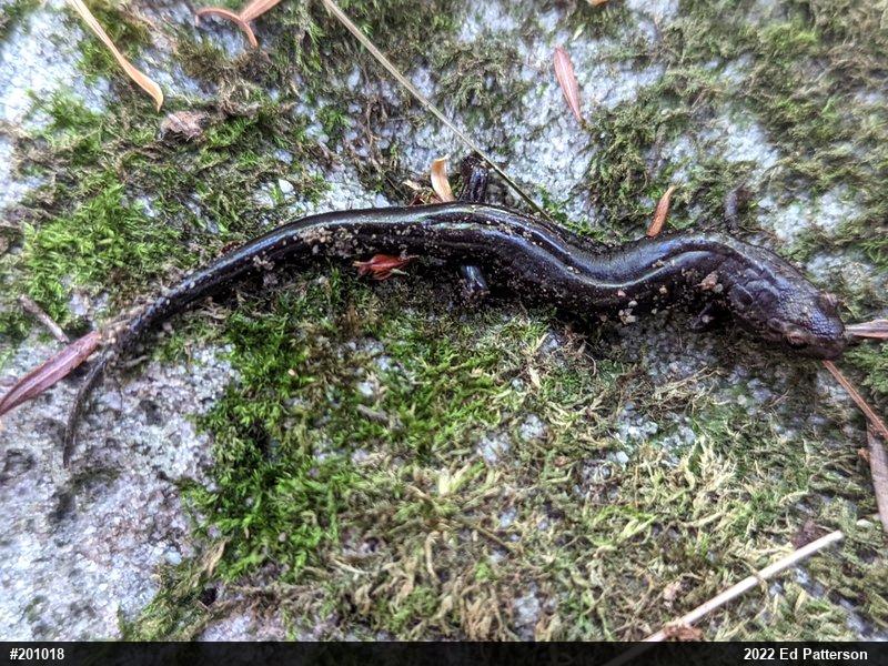 Allegheny Mountain Dusky Salamander
