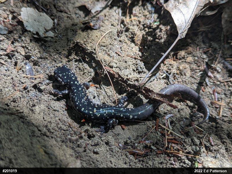 Northern Slimy Salamander