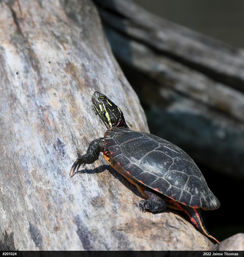 Midland Painted Turtle