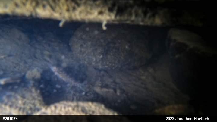 Eastern Hellbender