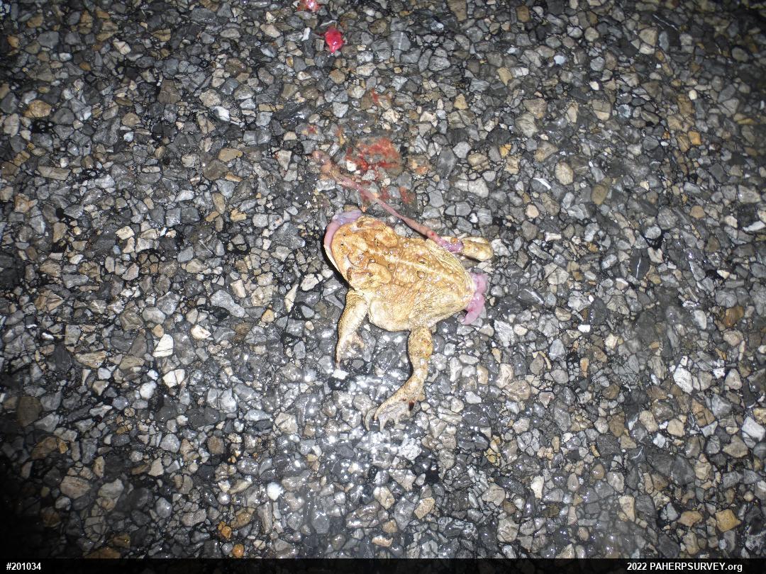 Eastern American Toad