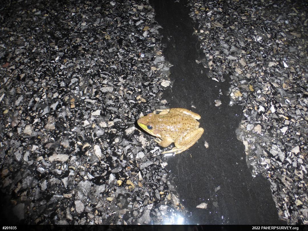 Green Frog
