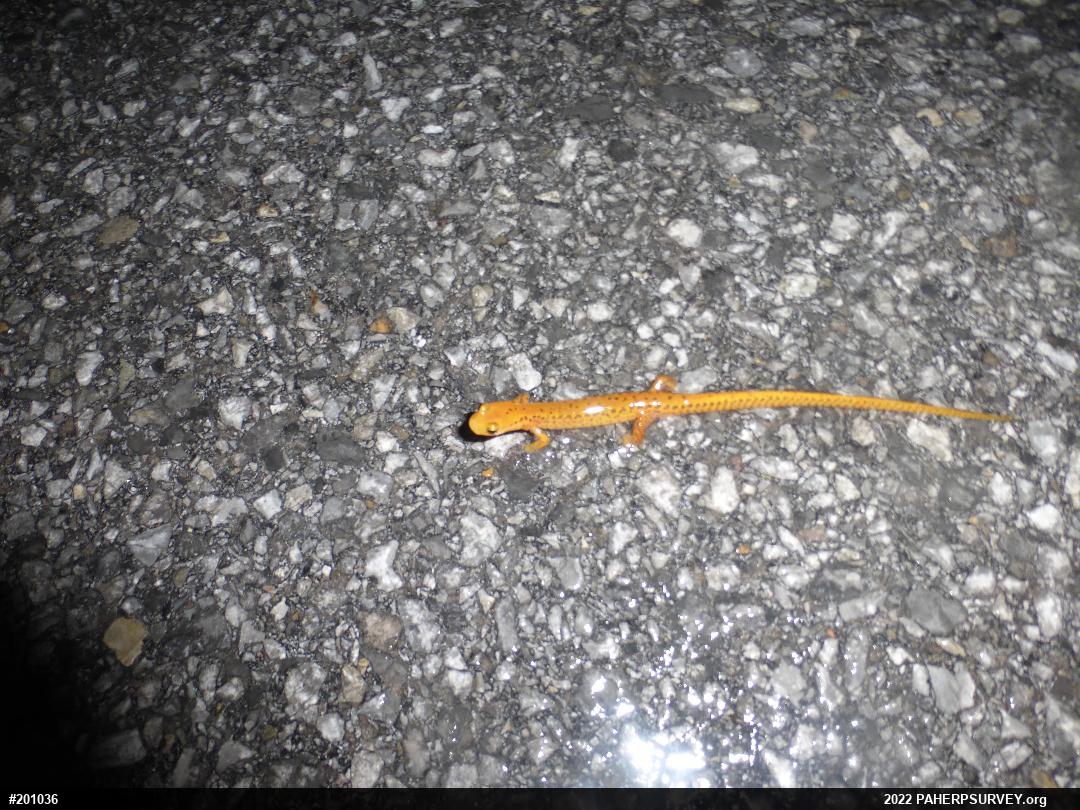 Eastern Long-tailed Salamander