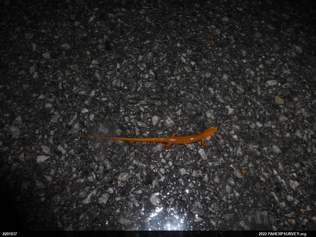 Eastern Long-tailed Salamander