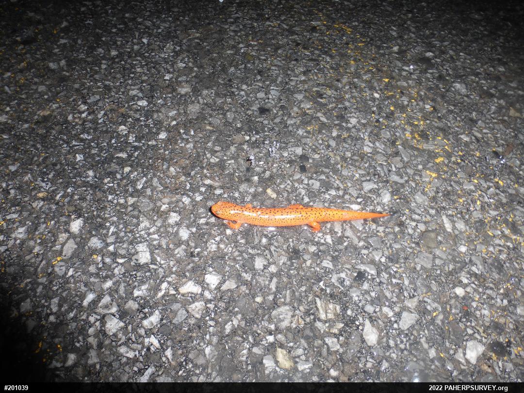 Northern Red Salamander