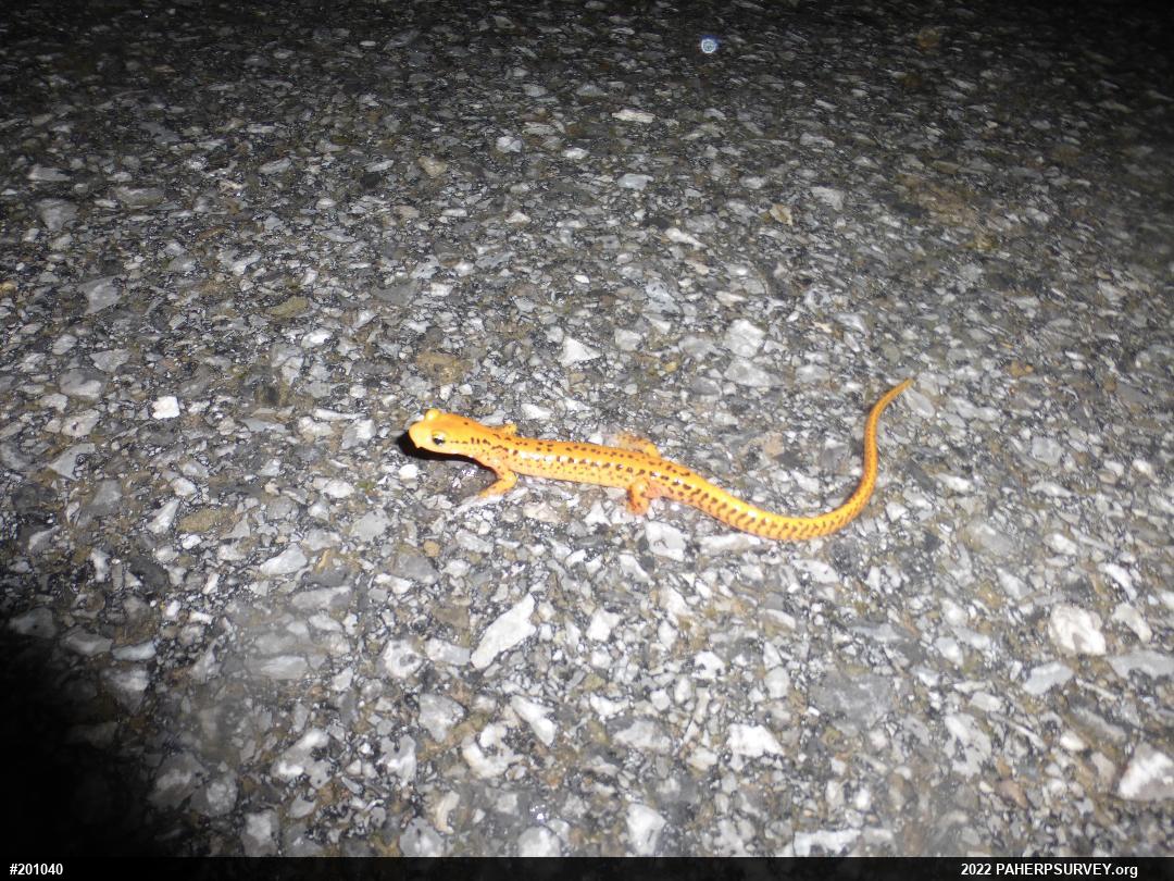 Eastern Long-tailed Salamander