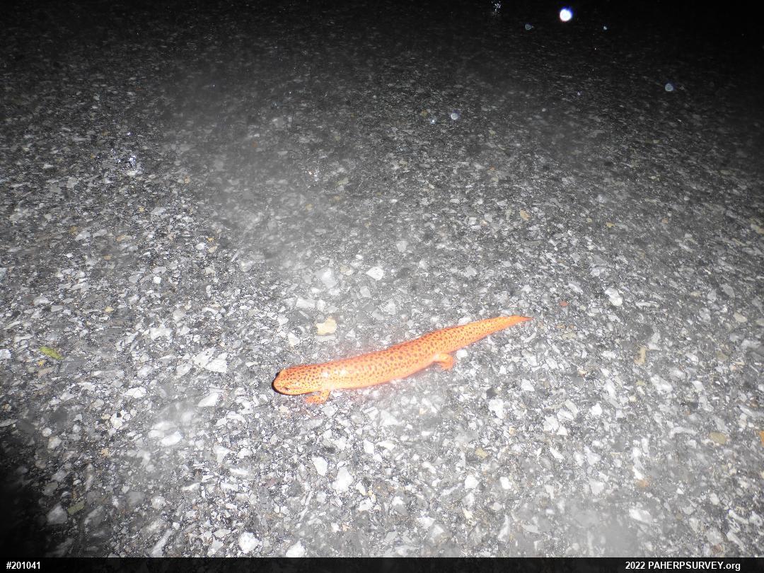 Northern Red Salamander
