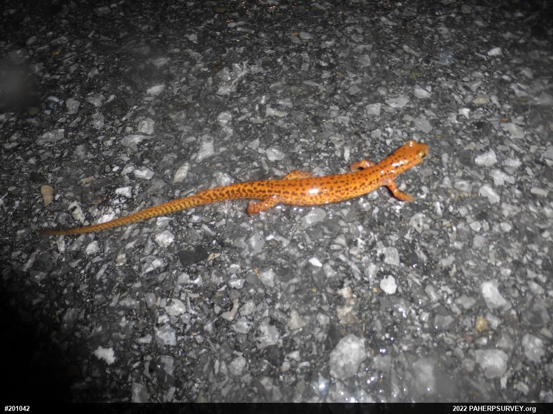 Eastern Long-tailed Salamander