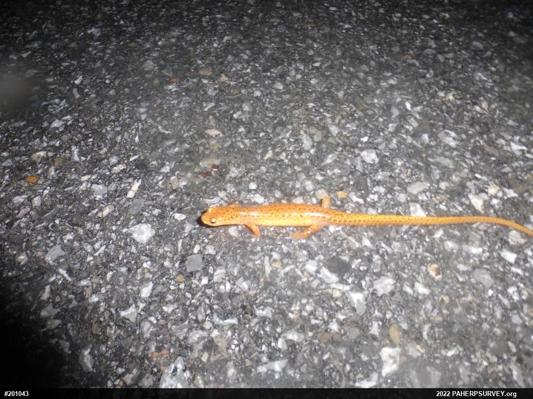 Eastern Long-tailed Salamander