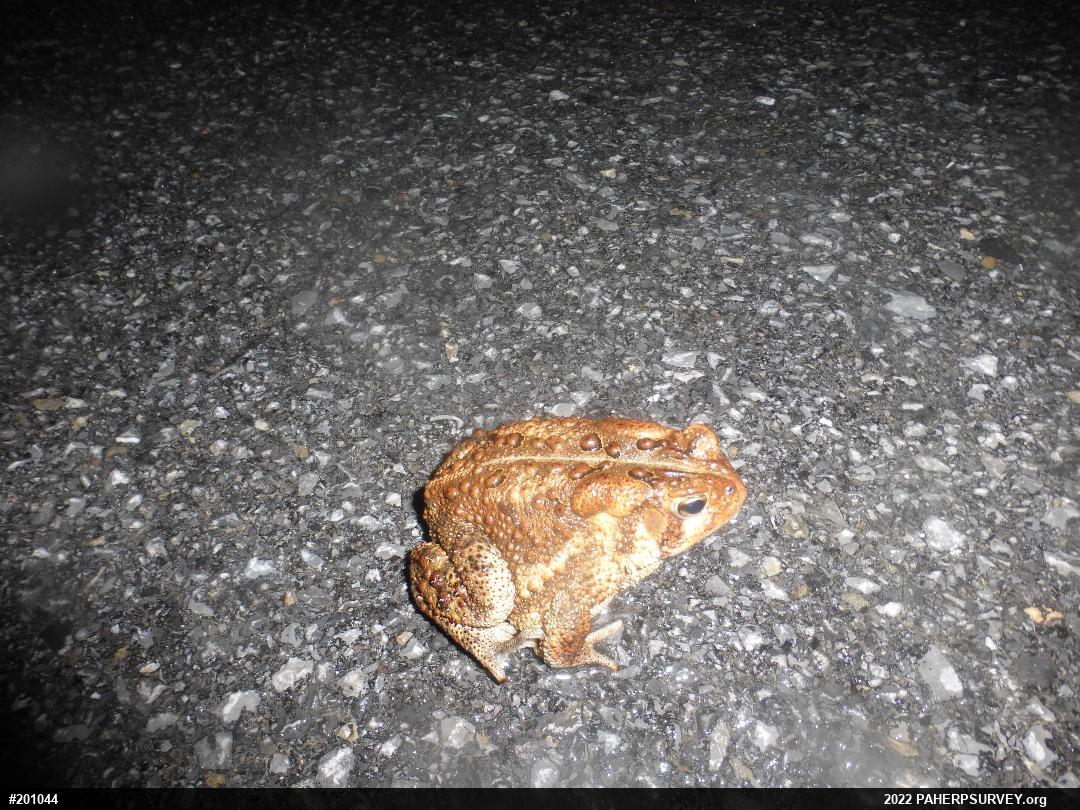 Eastern American Toad