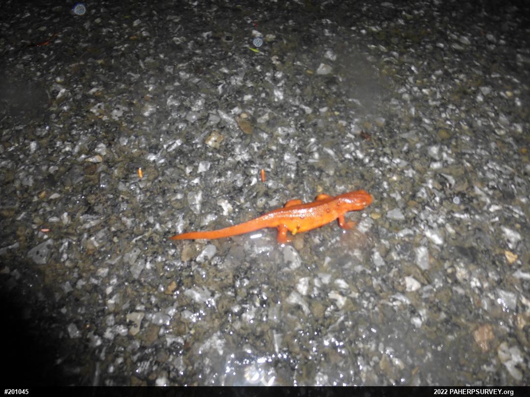 Red-spotted Newt