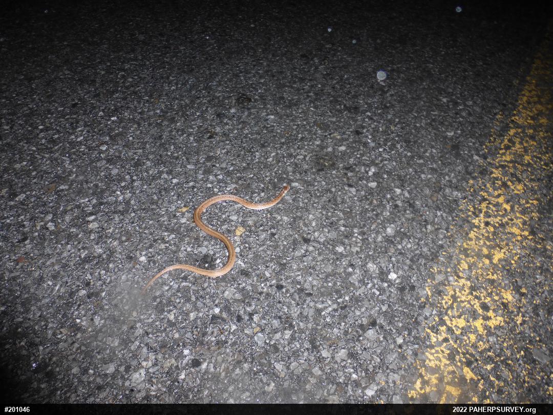 Dekay's Brownsnake