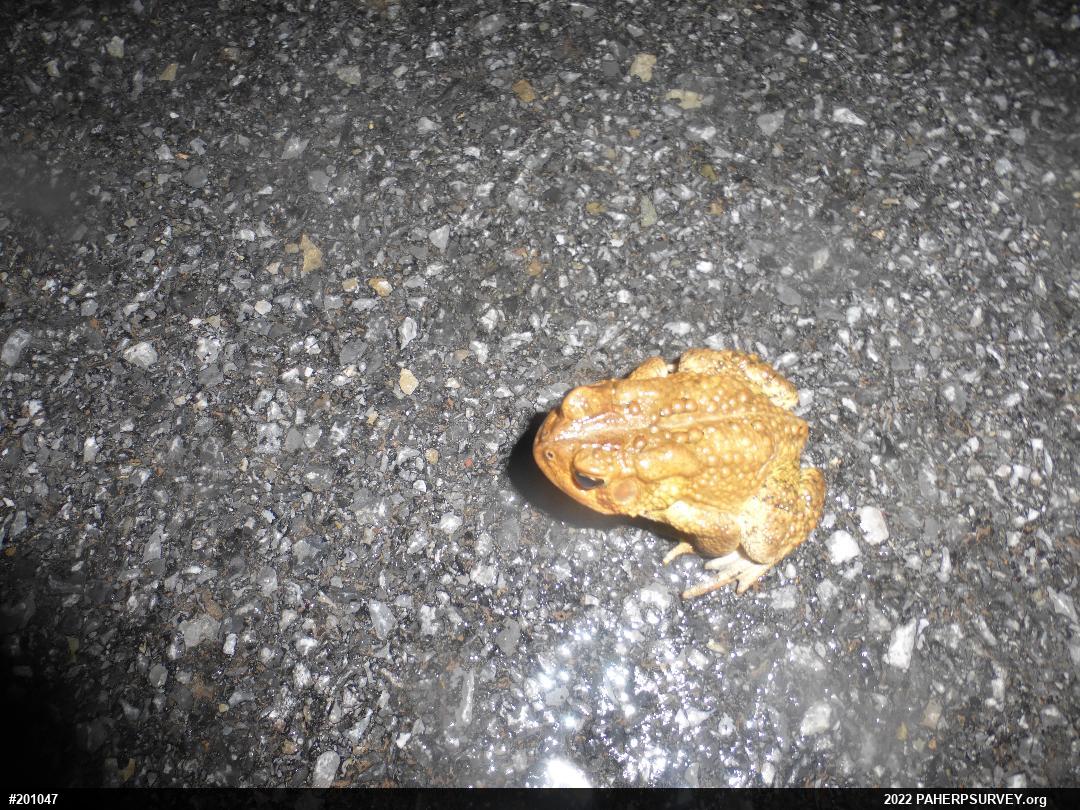 Eastern American Toad