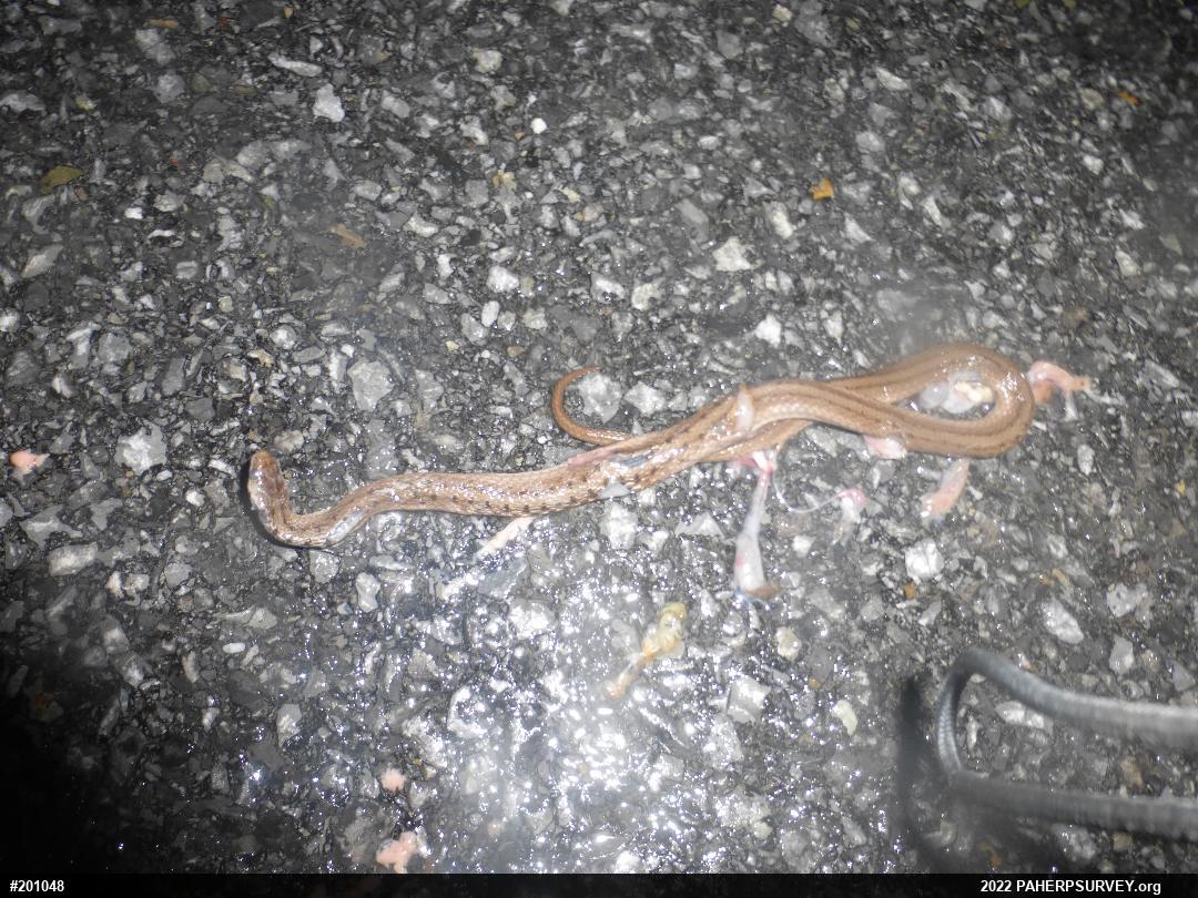 Dekay's Brownsnake