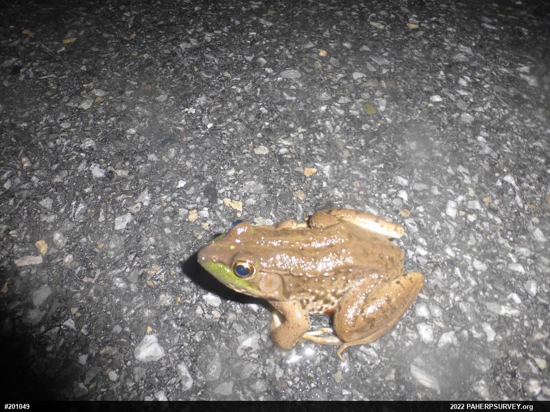 Green Frog
