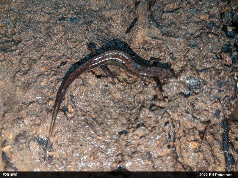 Allegheny Mountain Dusky Salamander