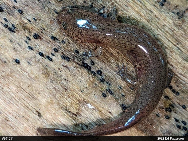 Northern Red Salamander
