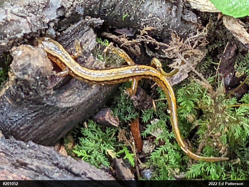 Northern Two-lined Salamander