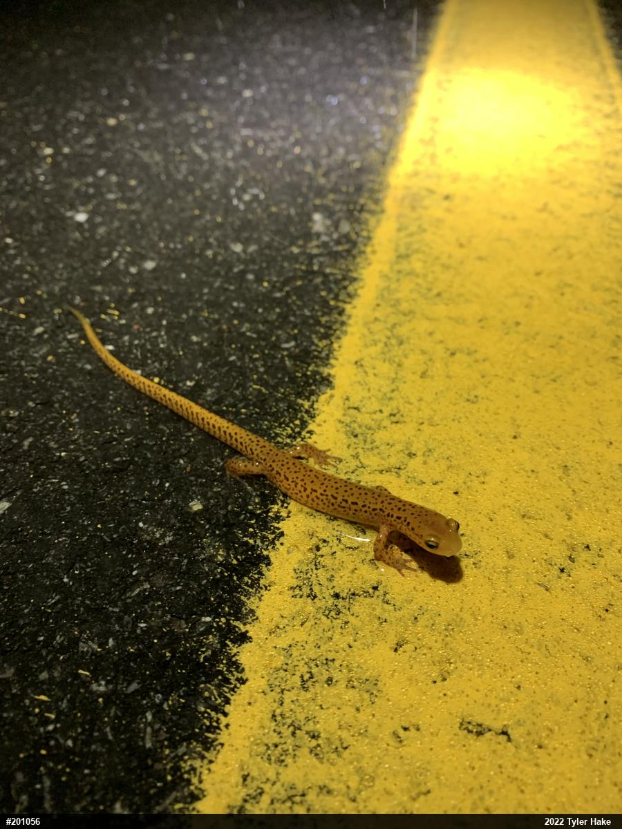 Eastern Long-tailed Salamander