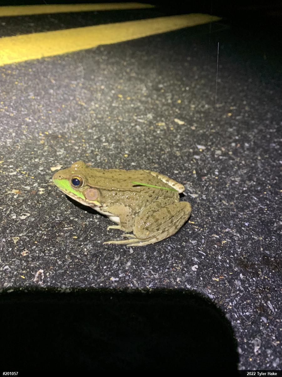 Green Frog