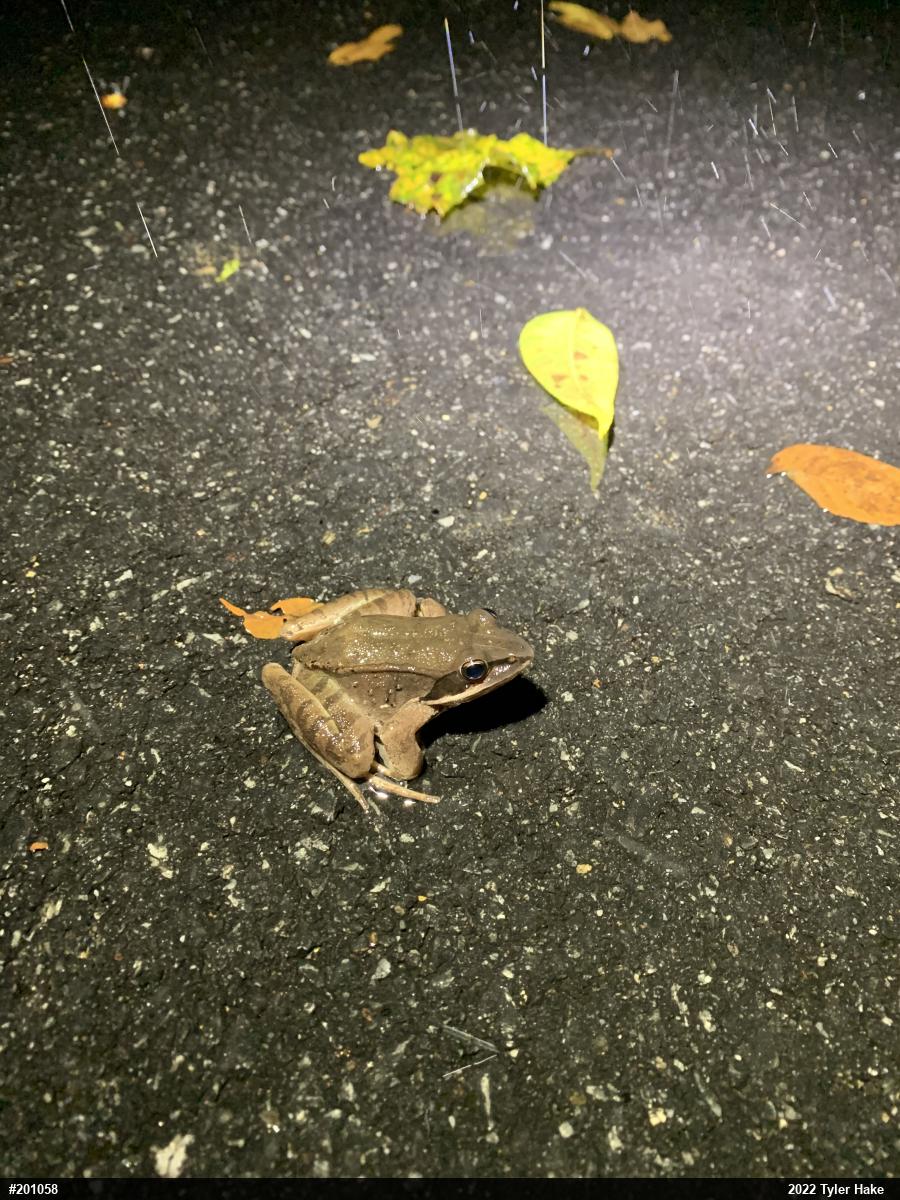 Wood Frog
