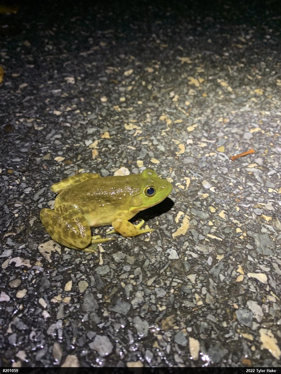 American Bullfrog
