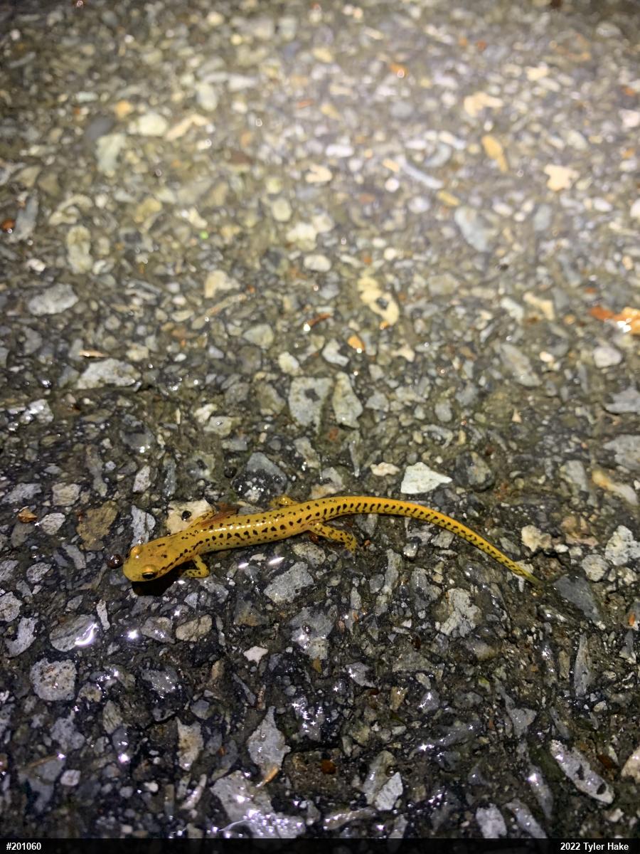 Eastern Long-tailed Salamander