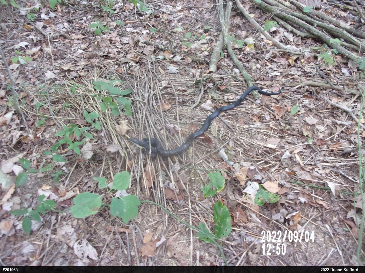 Eastern Ratsnake
