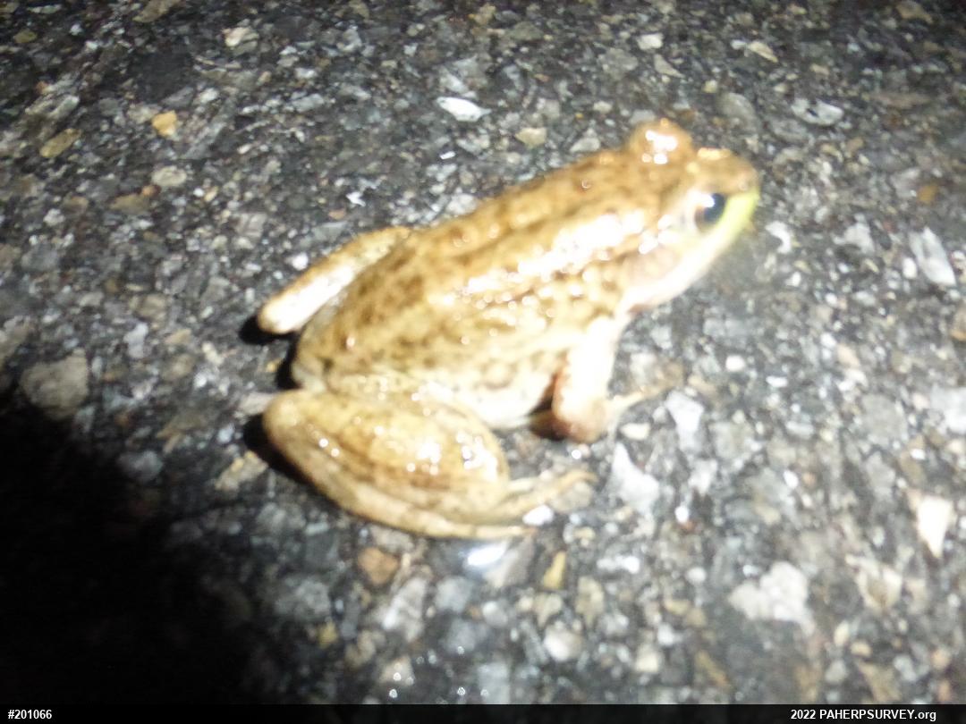 Green Frog