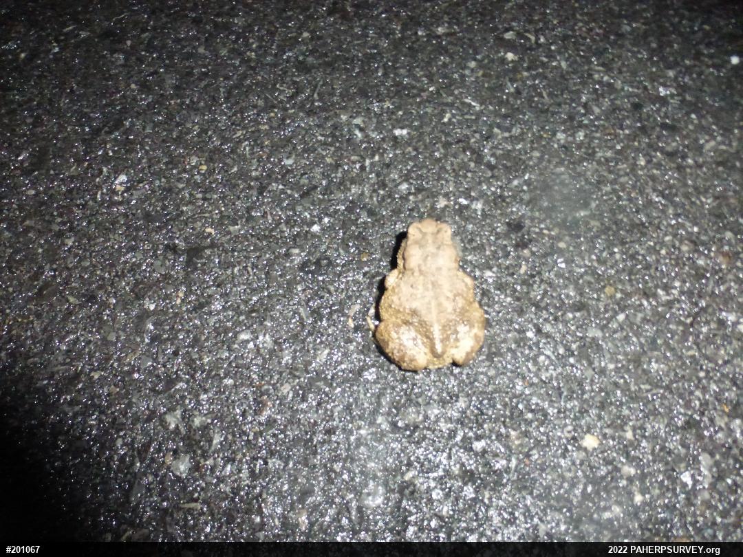 Eastern American Toad