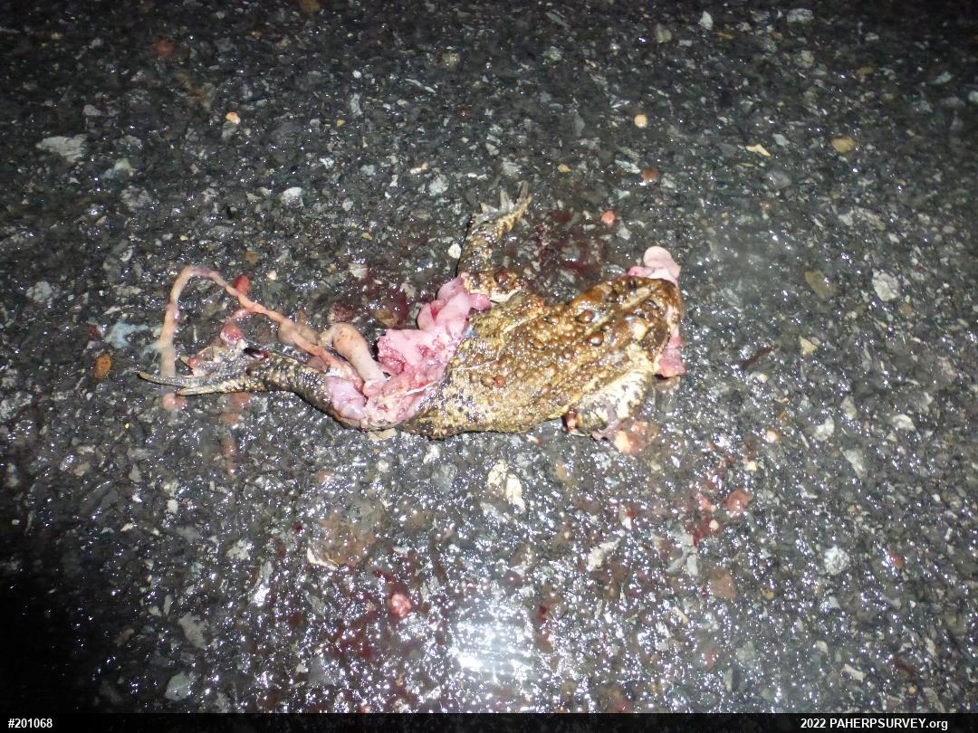 Eastern American Toad