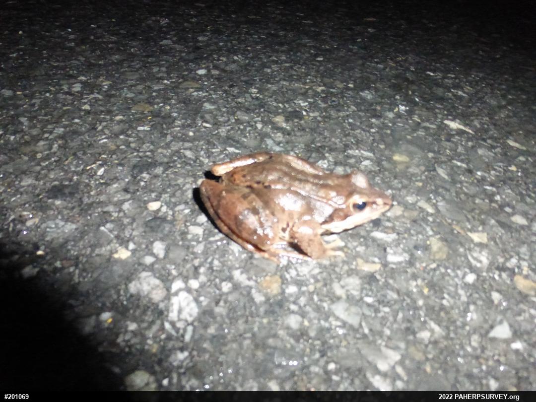 Wood Frog