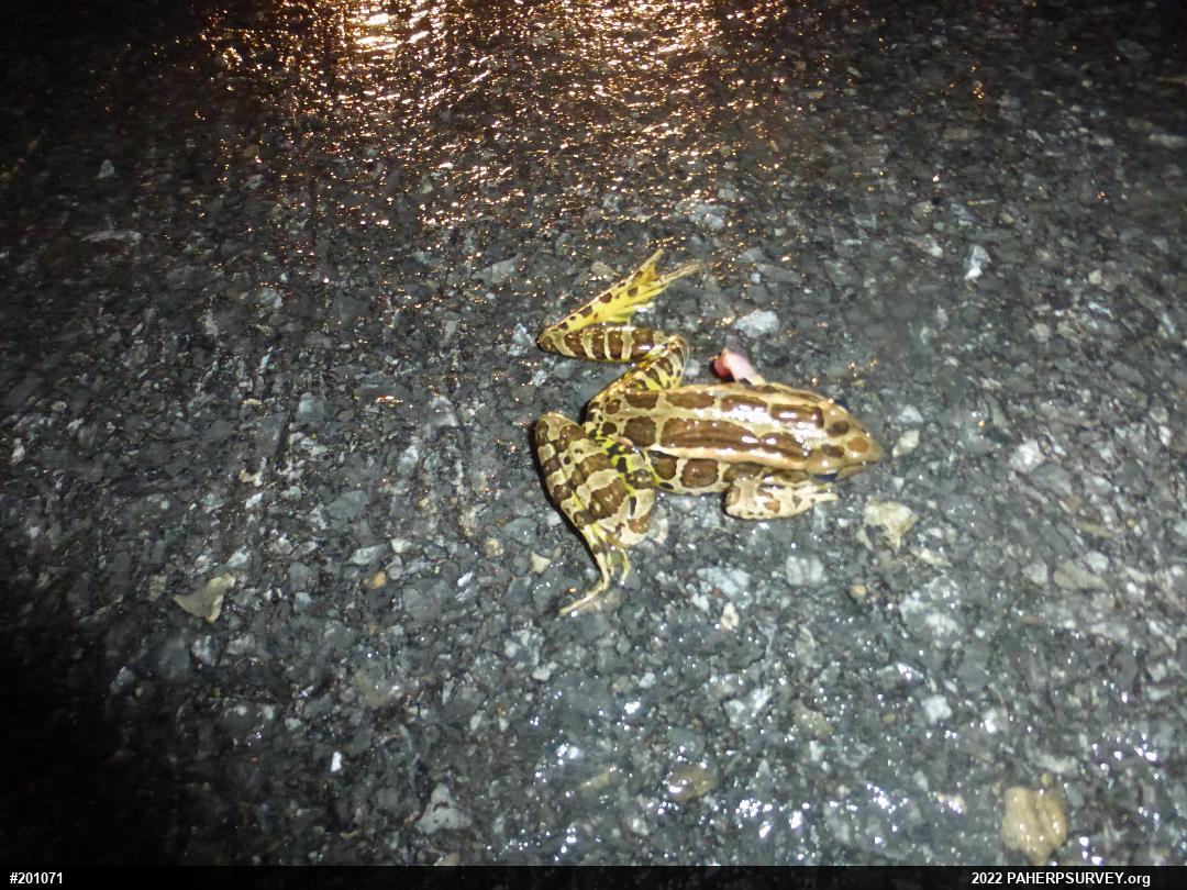 Pickerel Frog