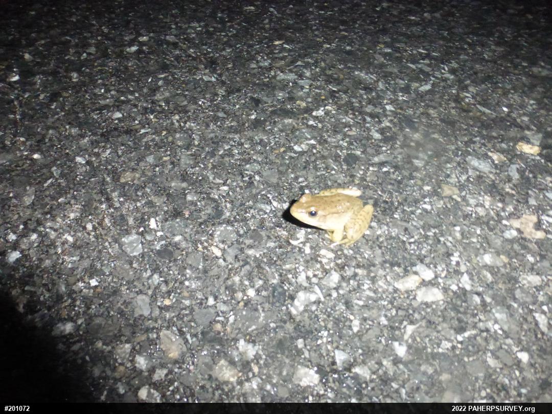 Green Frog
