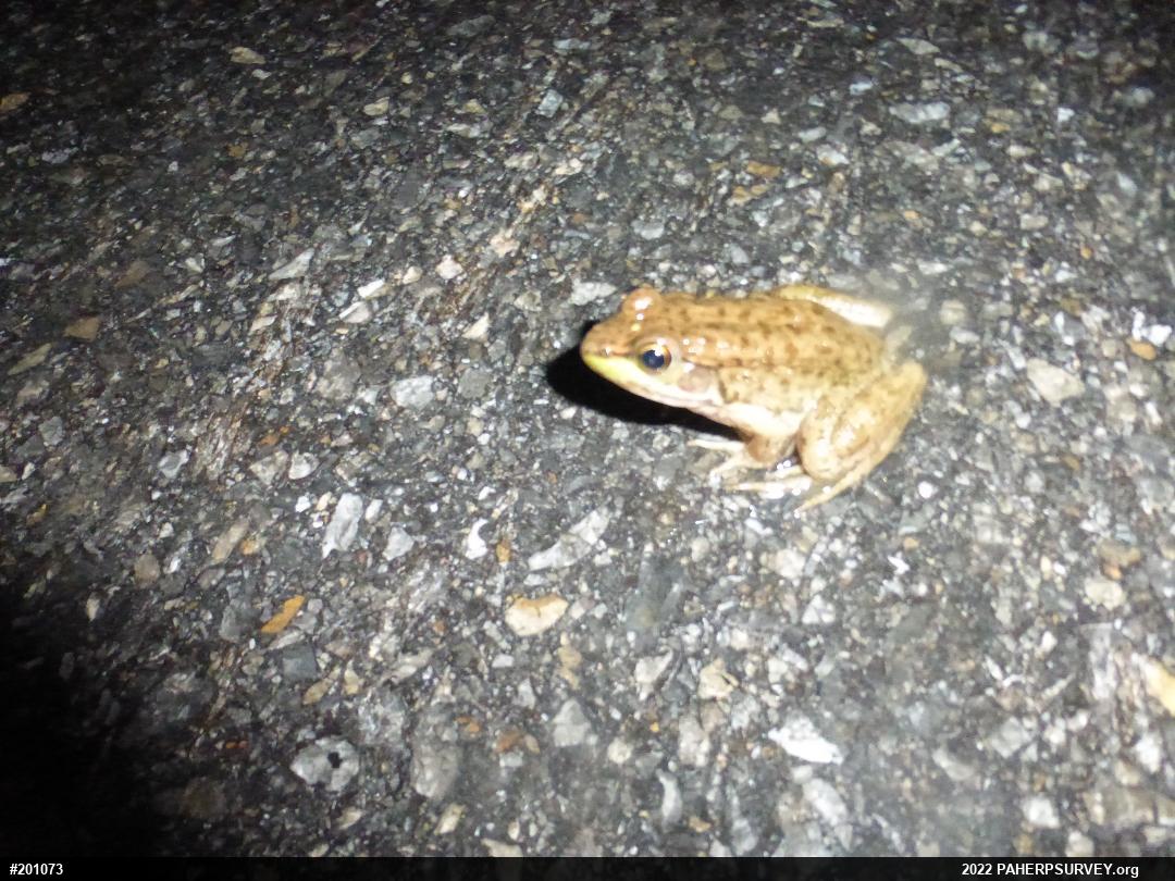 Green Frog