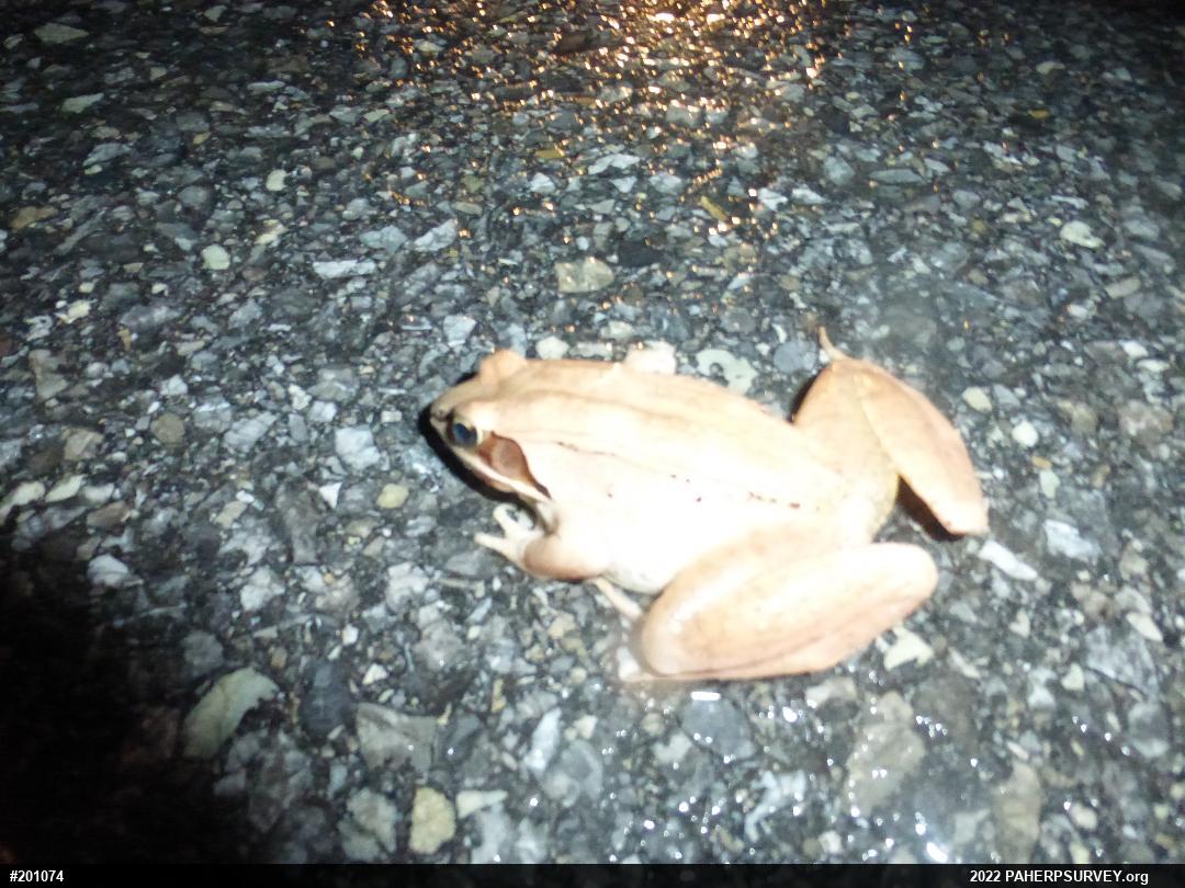 Wood Frog