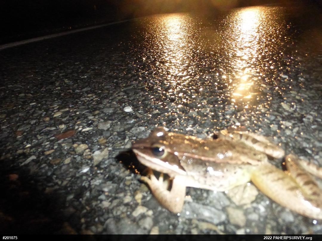 Wood Frog